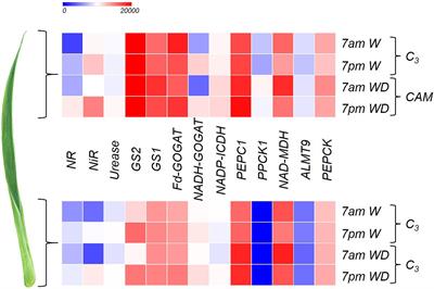 Transcriptomic and Biochemical Analysis Reveal Integrative Pathways Between Carbon and Nitrogen Metabolism in Guzmania monostachia (Bromeliaceae) Under Drought